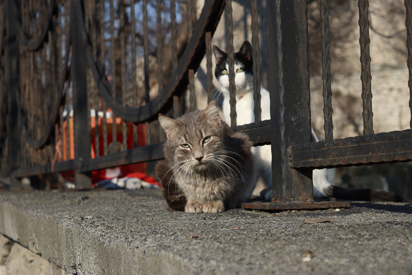 One grey cat and one tuxedo cat sitting on a cement wall, divided by an iron fence.