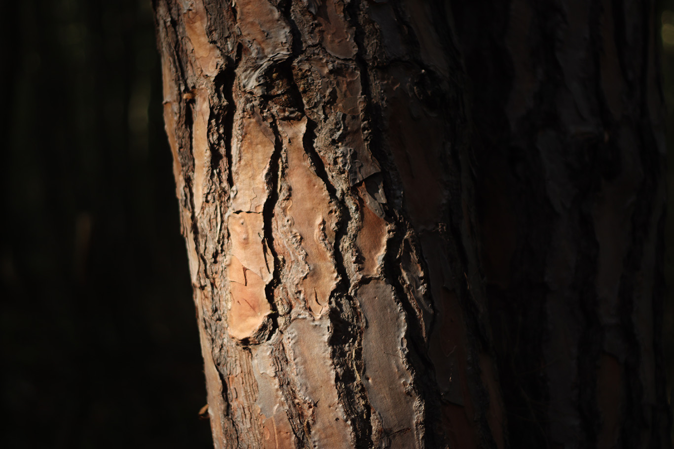Close up of a tree trunk.