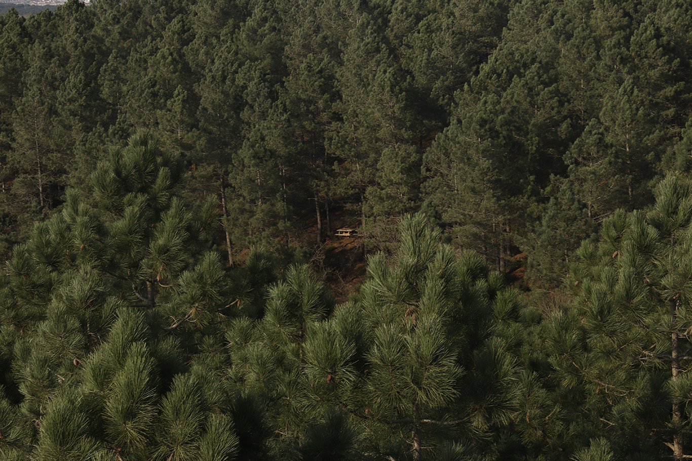 A park bench surrounded by a large forest.